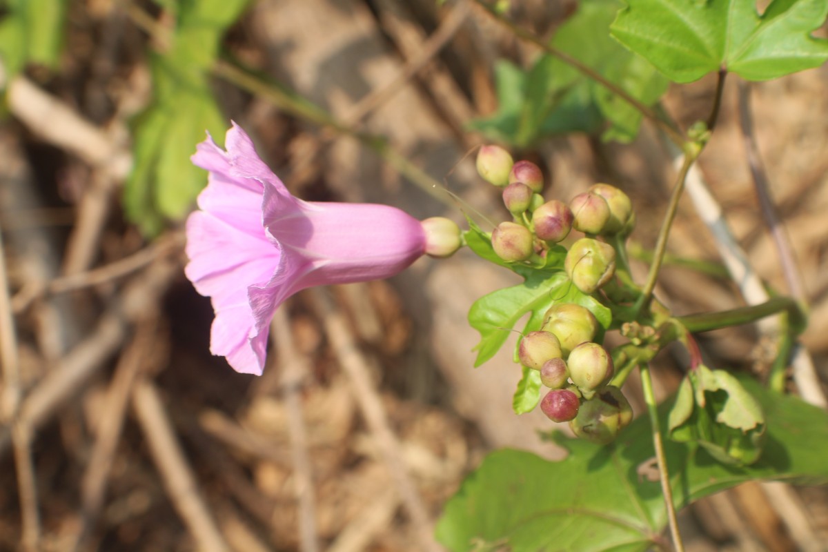 Ipomoea mauritiana Jacq.